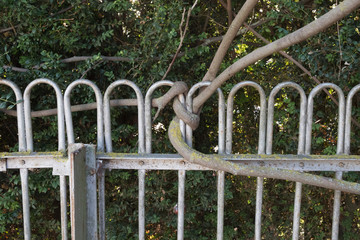 Tree wrapped around a metal fence. Crooked tree around the fence.