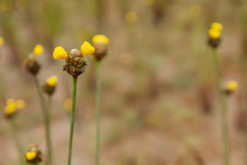 Tall Yellow-eyed Grass flower. Xyridaceae. with copy space