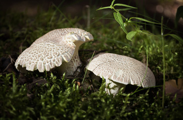 mushroom in grass