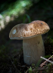 Edible mushroom boletus edulis 