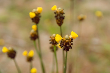 Tall Yellow-eyed Grass flower. Xyridaceae. with copy space
