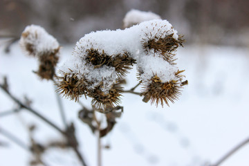 plants in winter field