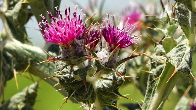Close up of the flower in an Syrian desert thistle. This sotobasis syriaca is moving in the breeze.