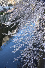 Cherry blossom of riverside