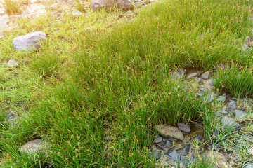 blooming green grass at rocky beach