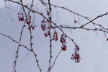 Fototapeta na wymiar Red berries of barberry, covered with snow, in winter