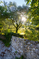 Fototapeta premium Beautiful landscape in Italy: Olive trees, stone wall and sunrise. Nobody.