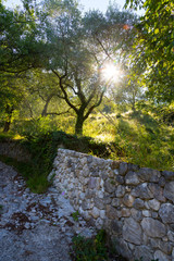 Beautiful landscape in Italy: Olive trees, stone wall and sunrise. Nobody.