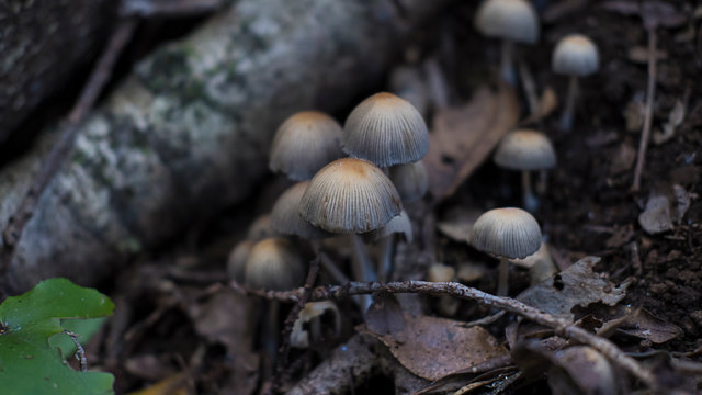 Cluster of Coprinellus micaceus, the bell-shaped mushrooms, found the laurisilva of Anaga mountains, a rural park and a biosphere reserve in Tenerife, Canary Islands, Spain
