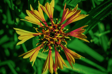 CORNFLOWERS - Colorful flower on the fields
