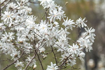 White magnolia blossom in the city park on spring sunny day