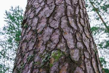 Obraz premium Trunk of a tree. Beautiful bark of a pine in the winter. Winter landscape