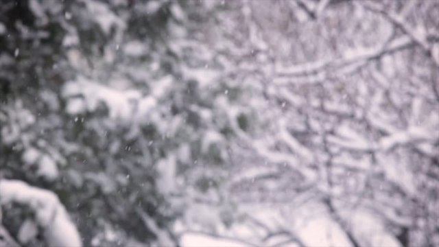 Snowing in 2018 december Location: Hungary, Budapest Recorded with a Canon 6D (2.8 70-200mm)