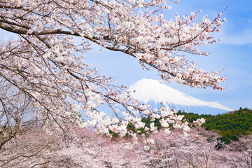 富士山と満開の桜、静岡県富士市岩本山公園にて