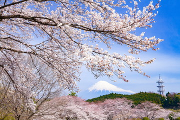 Obraz na płótnie Canvas 富士山と満開の桜、静岡県富士市岩本山公園にて