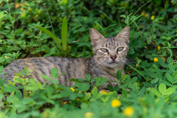 grey striped cat sitting on the green grass bushes garden looking at camera