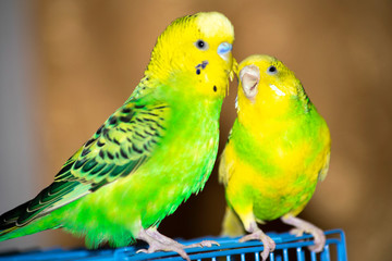 two wavy parrots sit on a cage