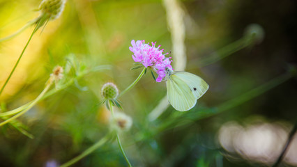Brimstone Butterfly on a pink flower