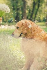 golden retriever in spring park for a walk