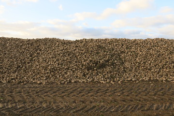 zuckerrüben auf feld