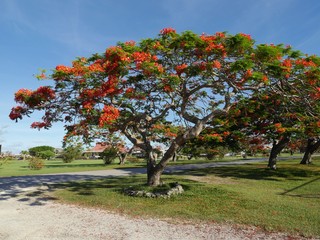 Fototapeta na wymiar Flame tree with blooming flowers outside Saipan International Airport