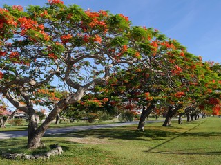 Fototapeta na wymiar Row of flame trees with blooming fiery red flowers across from the Saipan international Airport, Saipan, Northern Mariana Islands.