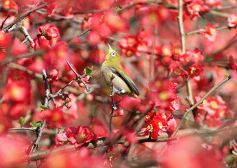 見上げるメジロ