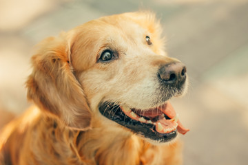 golden retriever in spring park for a walk