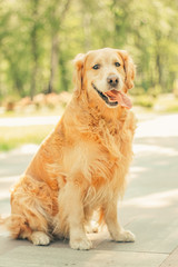 golden retriever in spring park for a walk