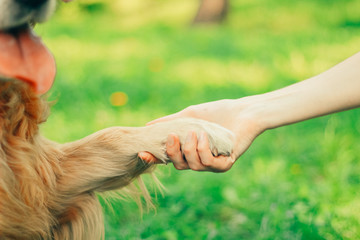 golden retriever in spring park for a walk