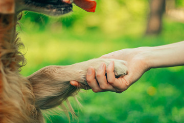 golden retriever in spring park for a walk