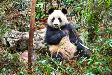 Giant panda eating bamboo in China