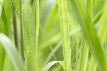 Closeup of nature leaves green blur. In the spring Under the morning light. Use as background and wallpapers.