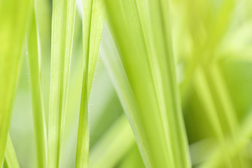 Closeup of nature leaves green blur. In the spring Under the morning light. Use as background and wallpapers.