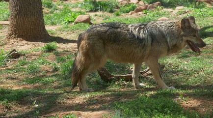 A brown wolf paces in a grassy enclosure in a zoo