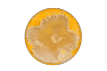 neurospora intermedia