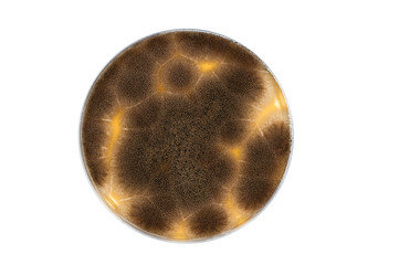 isolated petri dish with aspergillus niger mold culture