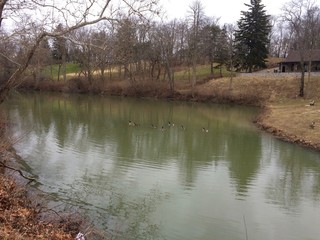 Fototapeta na wymiar Canada Geese in the lake