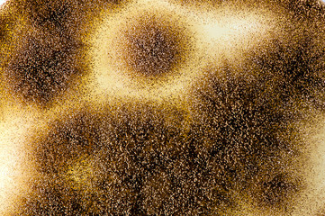 aspergillus niger spores