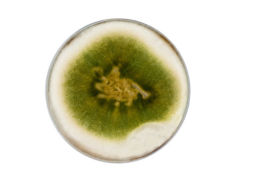 isolated petri dish with green trichoderma mold culture