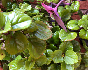 Coloridas plantas