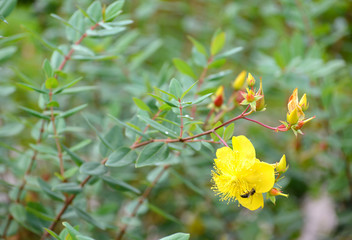 The blossoming sprout of a St. John's wort (Hypericum calycinum L.)