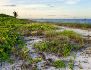 Beautiful tropical caribbean beach at dusk, located in South Florida