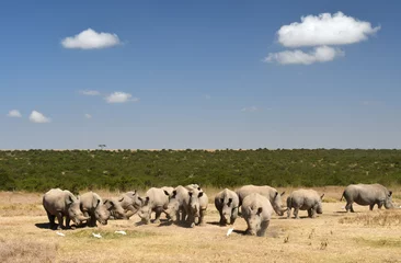 Crédence de cuisine en verre imprimé Rhinocéros Groupe de rhinocéros au Kenya