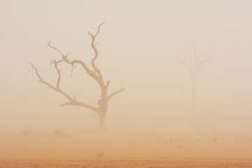 Akazie im Sandsturm im Namib-Naukluft-Nationalpark in Namibia