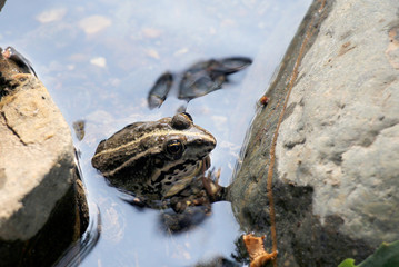 Frog in the water