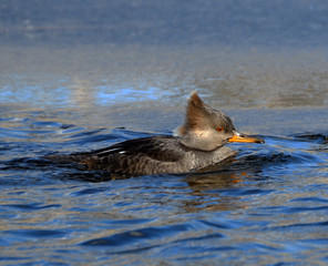 Female Hooded Merganser
