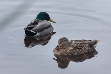 natural portrait of a female and a male mallard (anas platyrhynchos) in the natural park of Albufera, Valencia, Spain. Water reflection