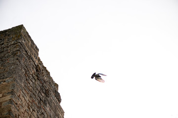 Castillo de Niebla Huelva Andalucía terror muerte almenas cañones castigos bodegón palomas