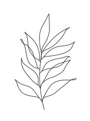 simple eucalyptus leaves